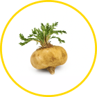 Maca Root